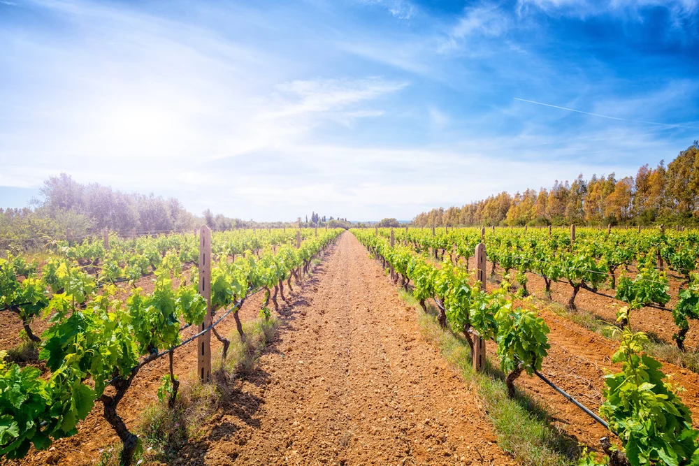 Filari di una vigna sotto il cielo del sud della Sardegna